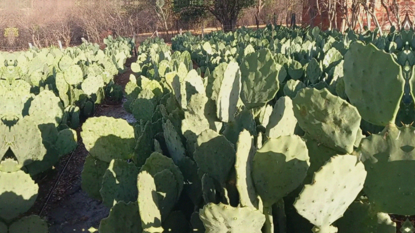 Quantas vacas leiteiras um hectare de palma forrageira alimenta