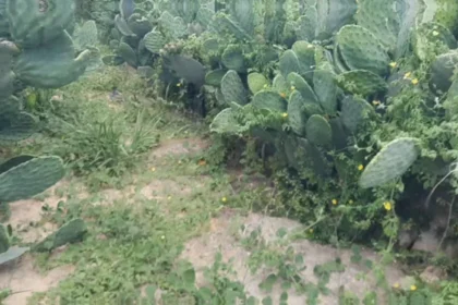 Rendimento médio de palma forrageira por hectare