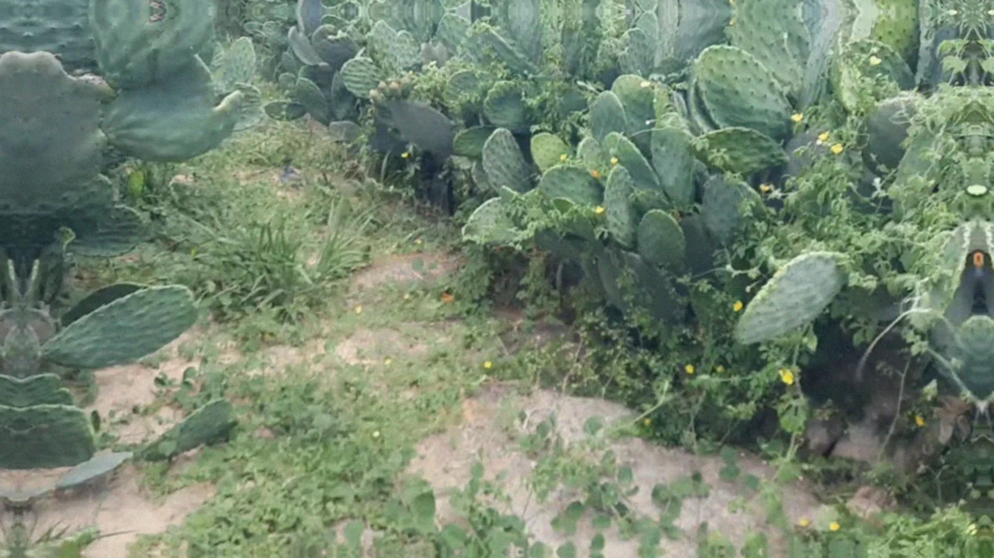 Rendimento médio de palma forrageira por hectare