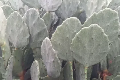 Características da palma forrageira orelha de elefante mexicana
