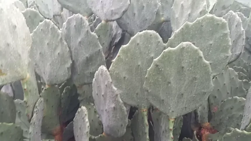 Características da palma forrageira orelha de elefante mexicana