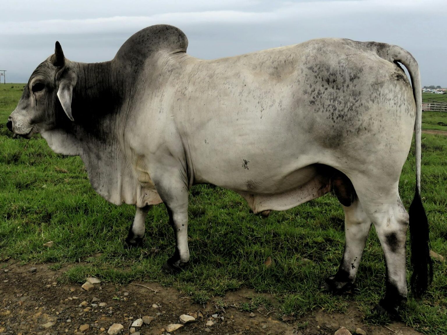 Touro Brahman