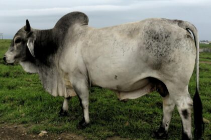 Touro Brahman