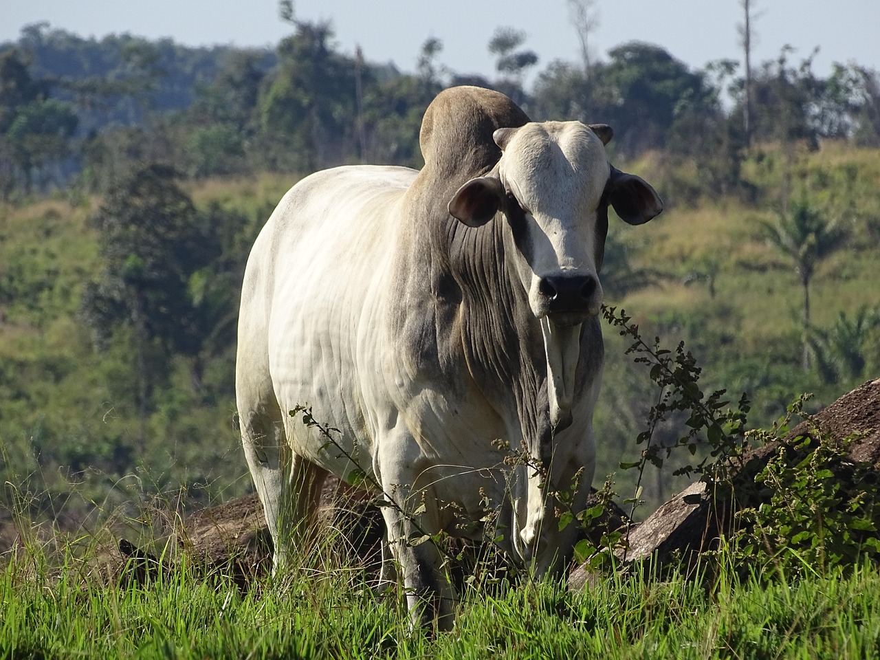 Touro Nelore, uma raça zebuína