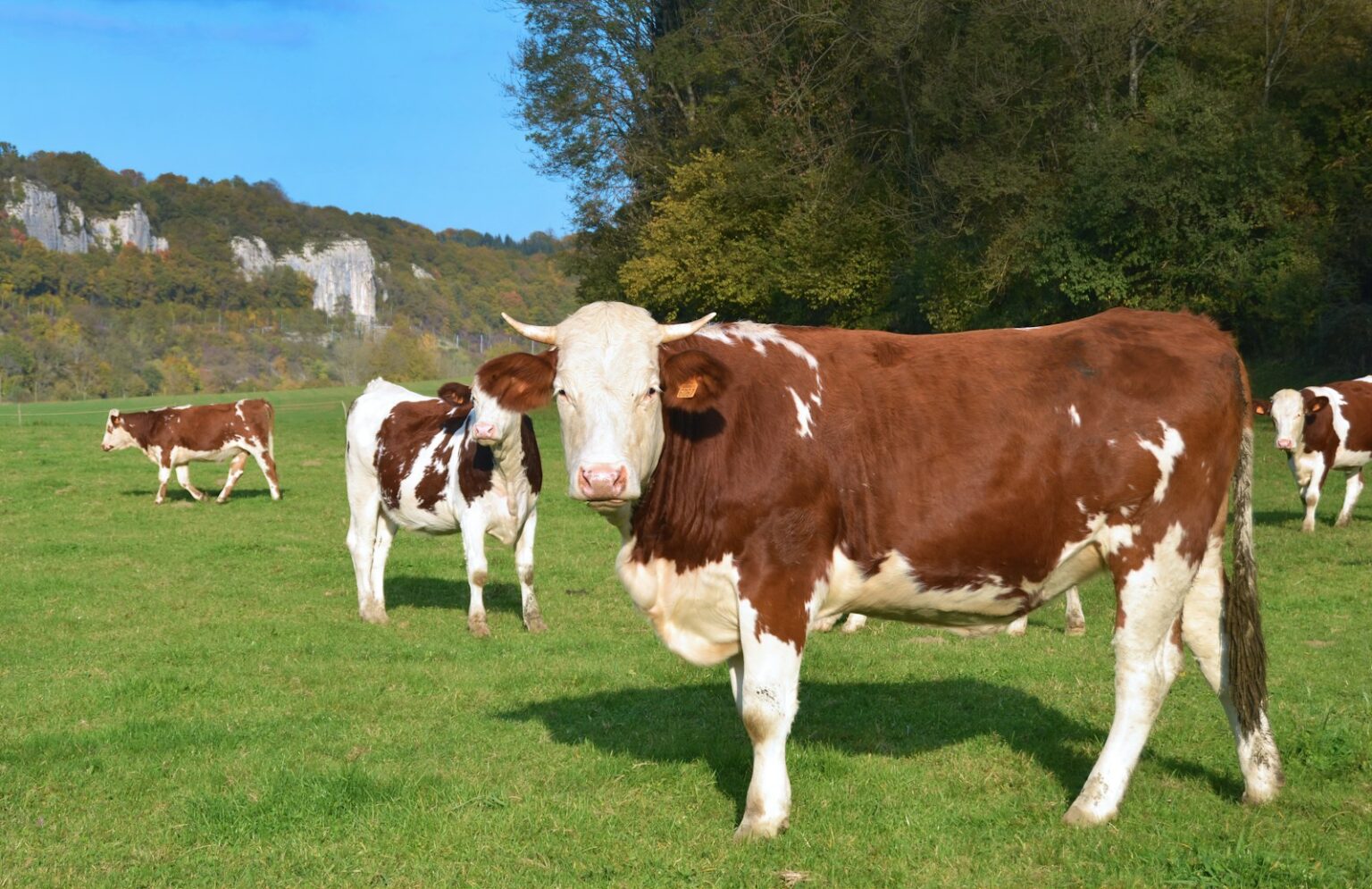 Vaca