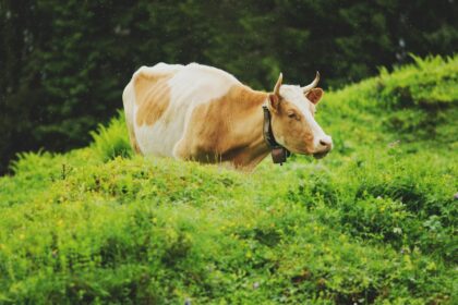 Vaca