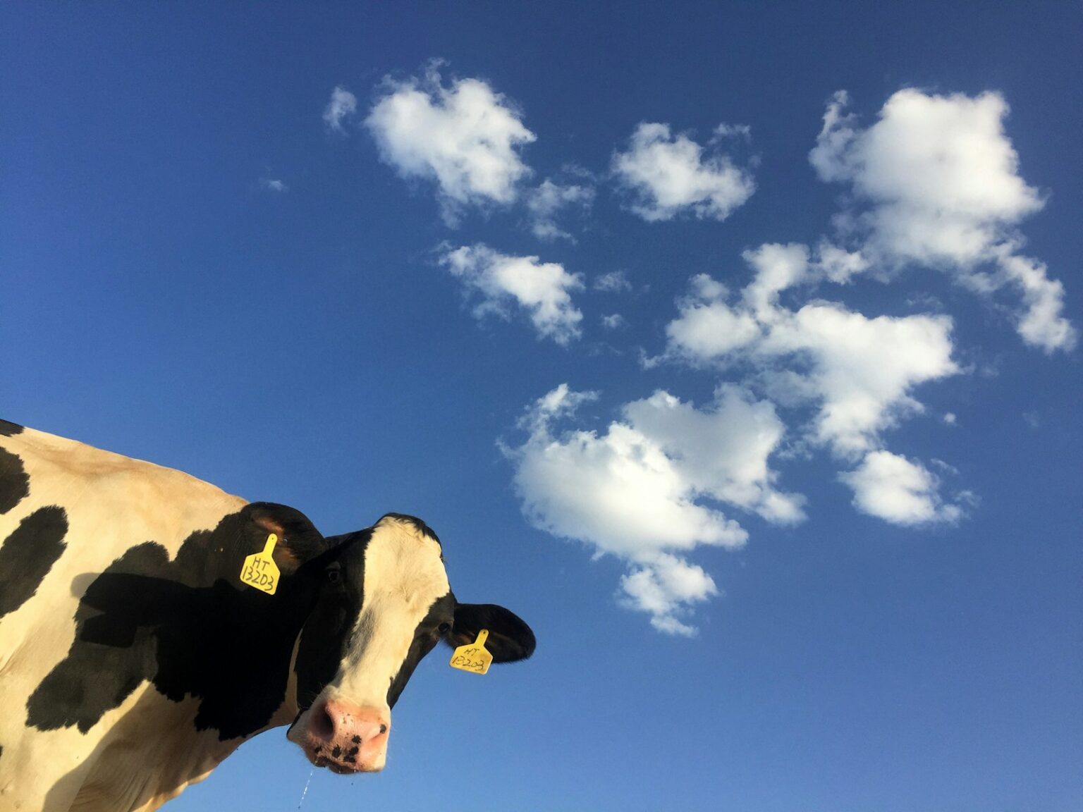 Vaca