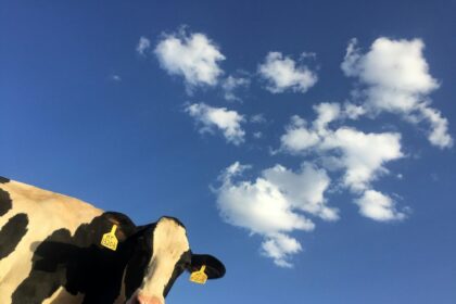 Vaca