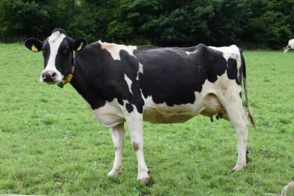 Vaca
