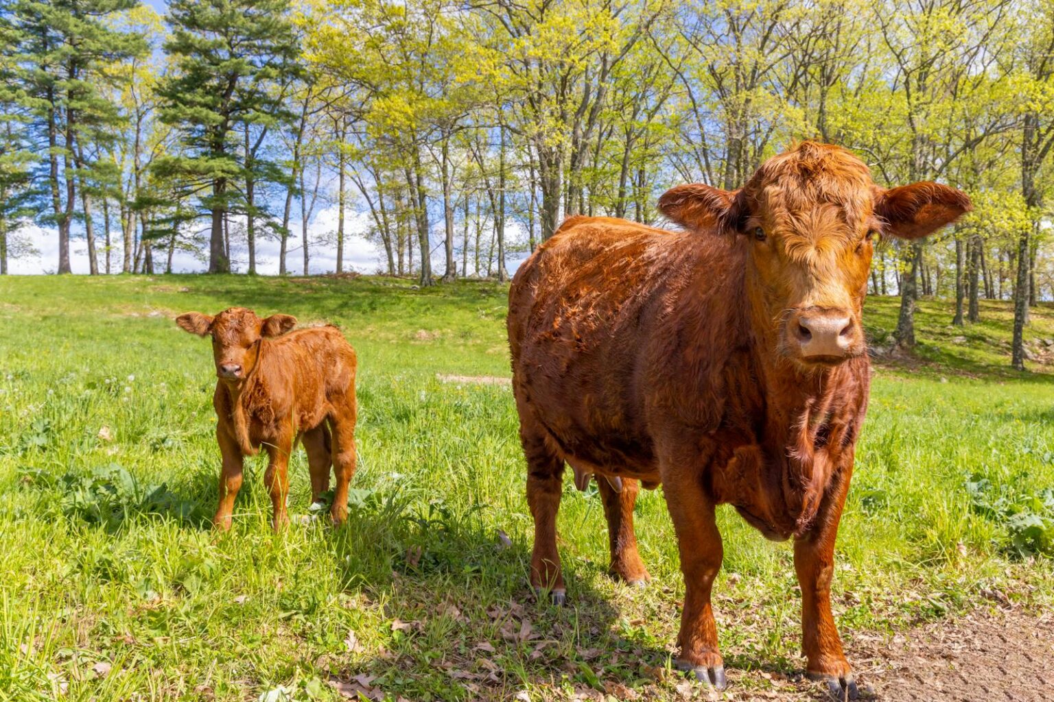 Vaca Angus Parida