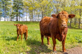 Vaca Angus Parida