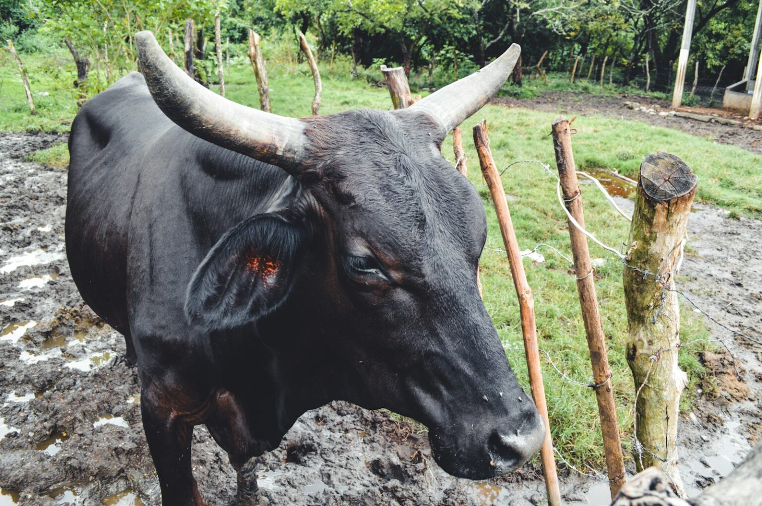 Vaca Mestiça
