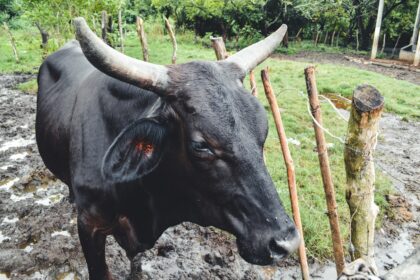 Vaca Mestiça
