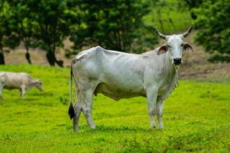 Vaca Nelore