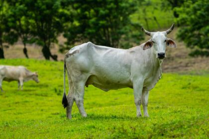 Vaca Nelore