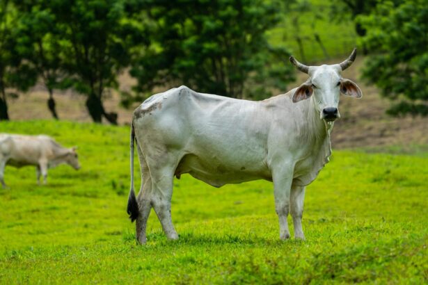 Vaca Nelore