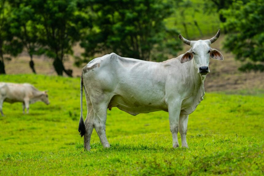 Vaca Nelore