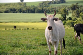Vaca Nelore