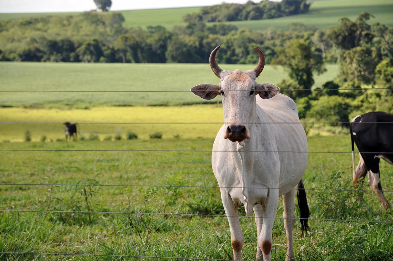 Vaca Nelore