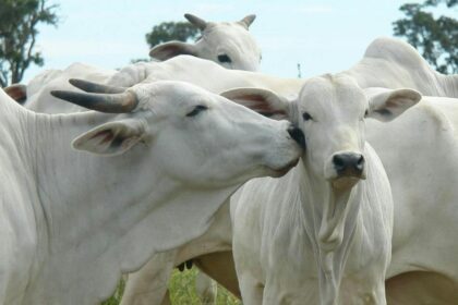 Vaca Nelore