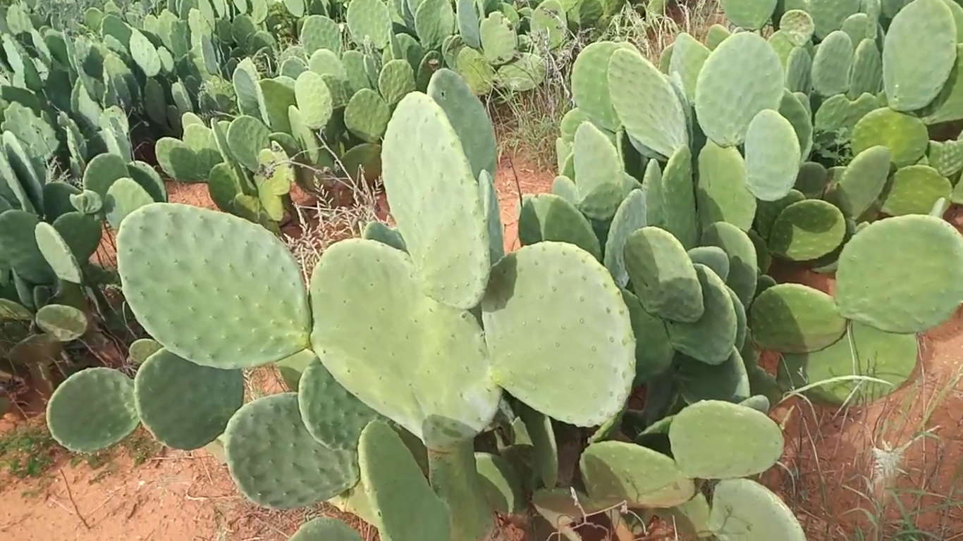 palma orelha de onça